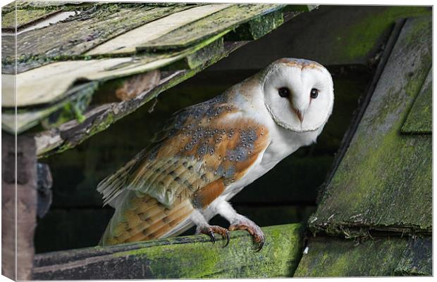 Barn owl peering out Canvas Print by Ian Duffield