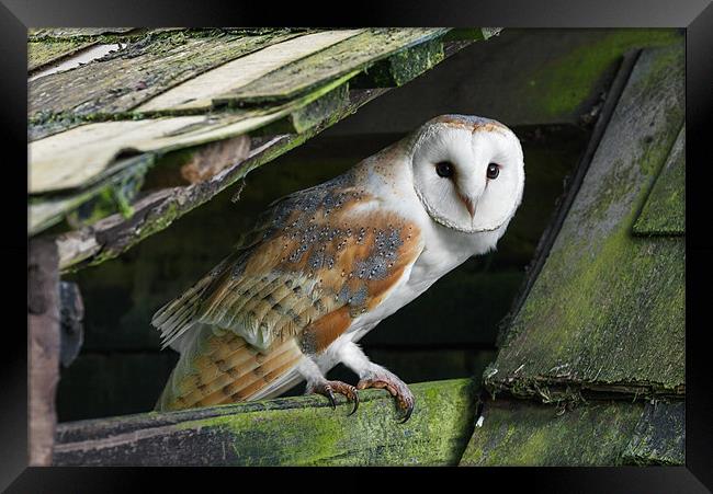 Barn owl peering out Framed Print by Ian Duffield