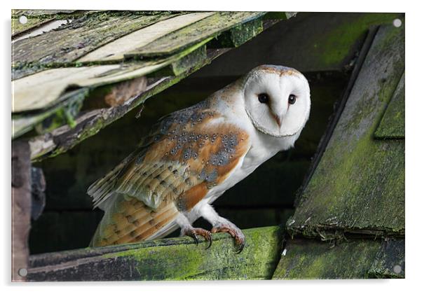 Barn owl peering out Acrylic by Ian Duffield