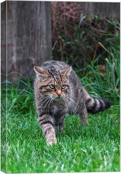 Wildcat on the prowl Canvas Print by Ian Duffield