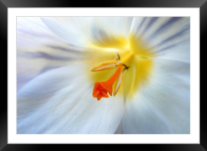 pale crocus Framed Mounted Print by Heather Newton