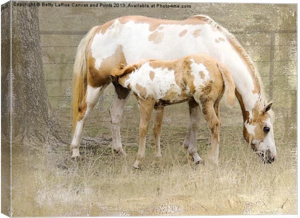 Pinto Mare and Filly Canvas Print by Betty LaRue