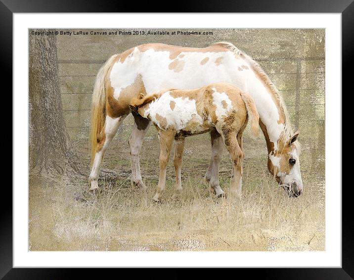 Pinto Mare and Filly Framed Mounted Print by Betty LaRue