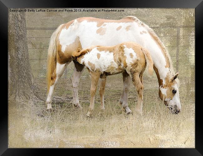 Pinto Mare and Filly Framed Print by Betty LaRue
