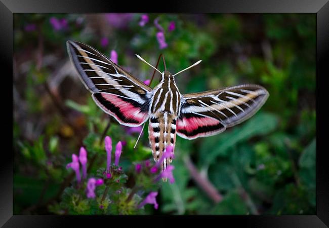 Hummingbird Moth Framed Print by Doug Long