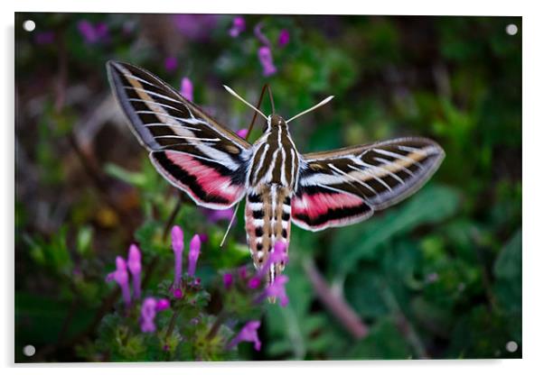 Hummingbird Moth Acrylic by Doug Long