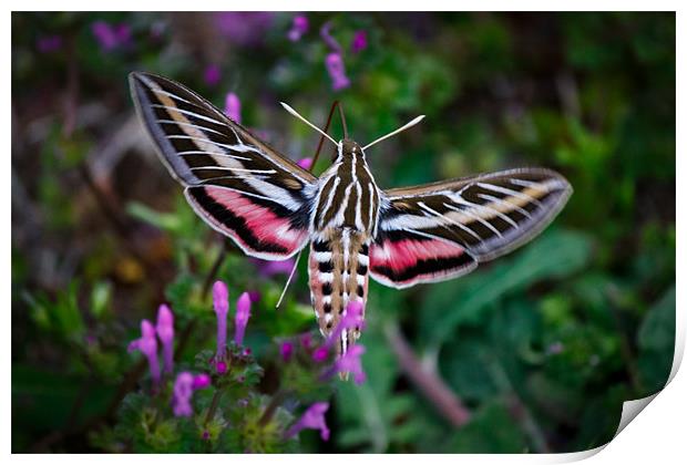 Hummingbird Moth Print by Doug Long