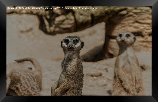 Meerkat Framed Print by Paul Daniël van Schevikhoven