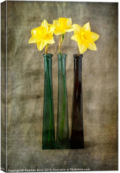 Daffodils Canvas Print by Stephen Birch