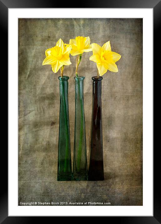 Daffodils Framed Mounted Print by Stephen Birch