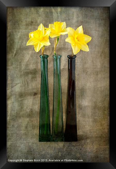 Daffodils Framed Print by Stephen Birch