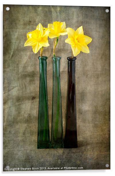 Daffodils Acrylic by Stephen Birch