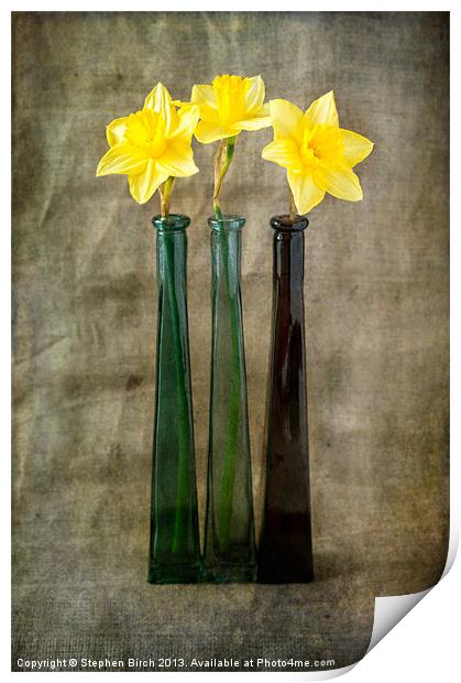 Daffodils Print by Stephen Birch