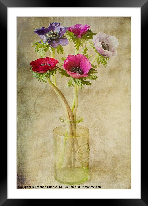 Anenomes Framed Mounted Print by Stephen Birch