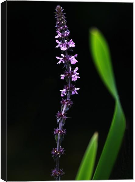 MARSH WOUNDWORT Canvas Print by Anthony R Dudley (LRPS)