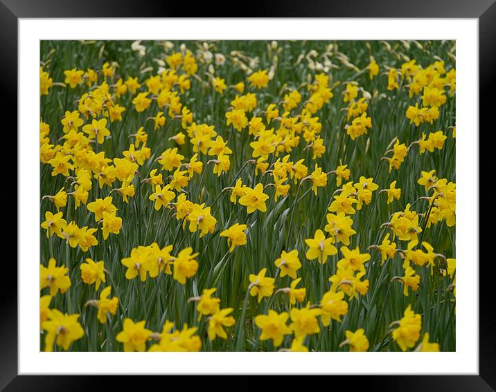 Field of Daffodils Framed Mounted Print by sharon bennett