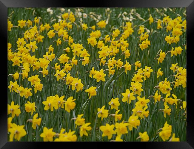 Field of Daffodils Framed Print by sharon bennett