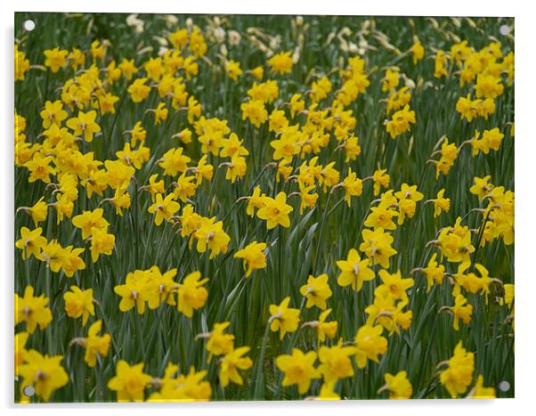 Field of Daffodils Acrylic by sharon bennett