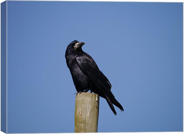 Rook on look out Canvas Print by sharon bennett