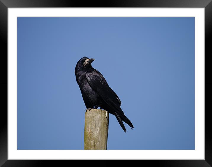 Rook on look out Framed Mounted Print by sharon bennett