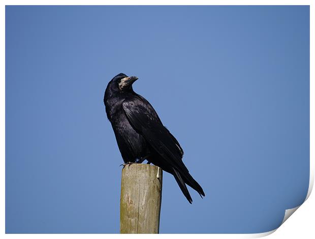 Rook on look out Print by sharon bennett