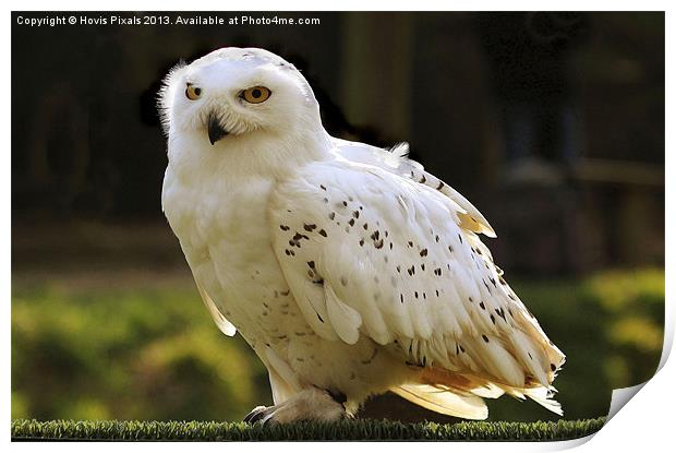 Snowy Owl (Bubo scandiacus) Print by Dave Burden