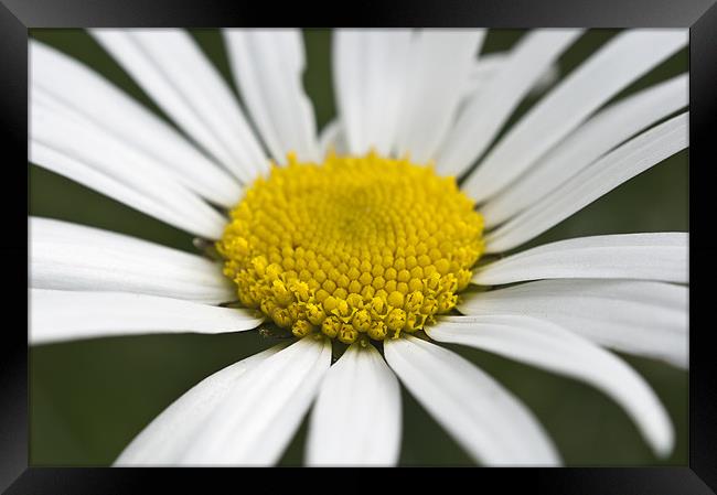 Daisy Framed Print by Jason Green