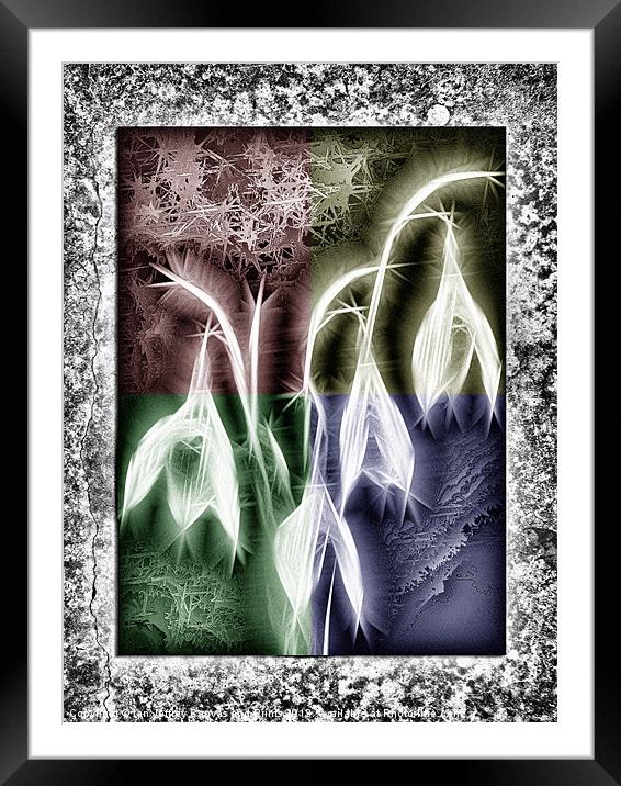 Crystal Snowdrops Framed Mounted Print by Ian Jeffrey