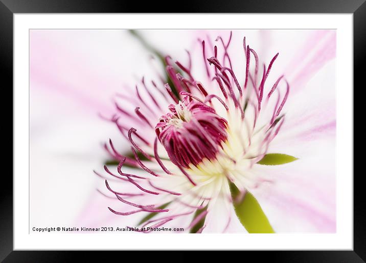 Pink Clematis Close Up - Dreamy Framed Mounted Print by Natalie Kinnear