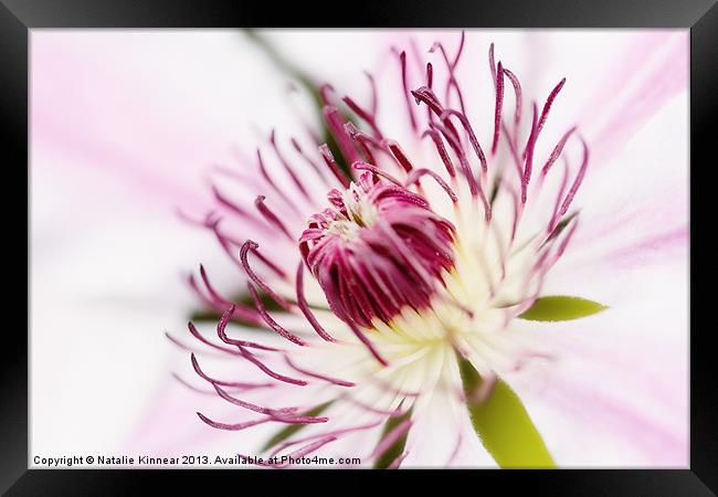 Pink Clematis Close Up - Dreamy Framed Print by Natalie Kinnear