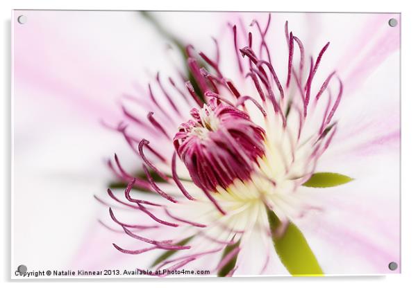 Pink Clematis Close Up - Dreamy Acrylic by Natalie Kinnear