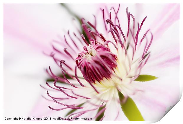 Pink Clematis Close Up - Dreamy Print by Natalie Kinnear