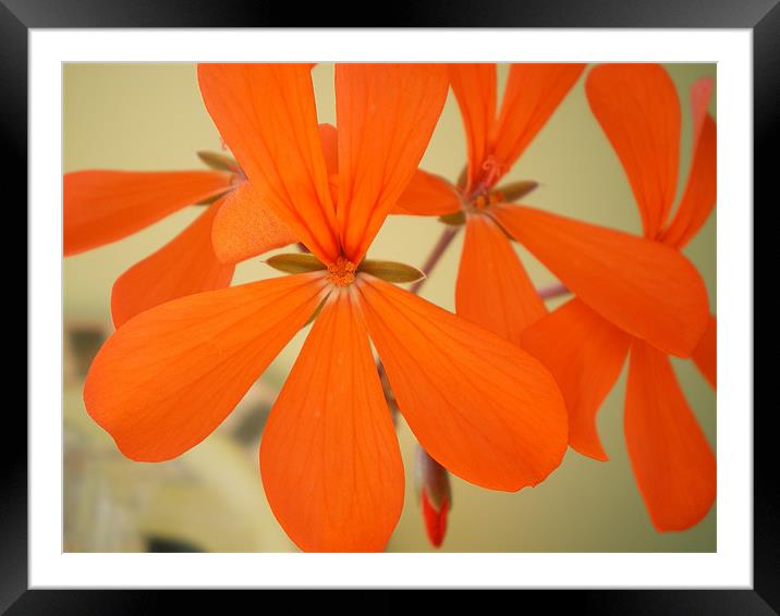 orange blossom special Framed Mounted Print by Rhoda Howie