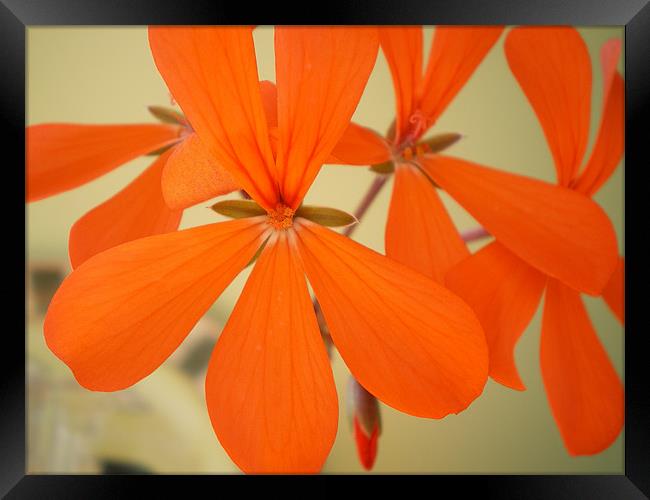 orange blossom special Framed Print by Rhoda Howie