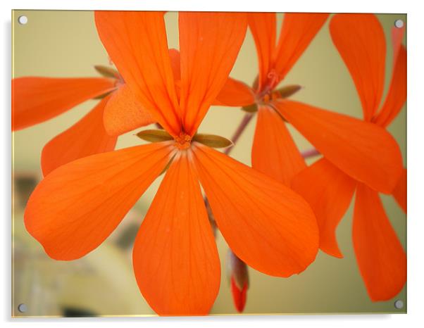 orange blossom special Acrylic by Rhoda Howie