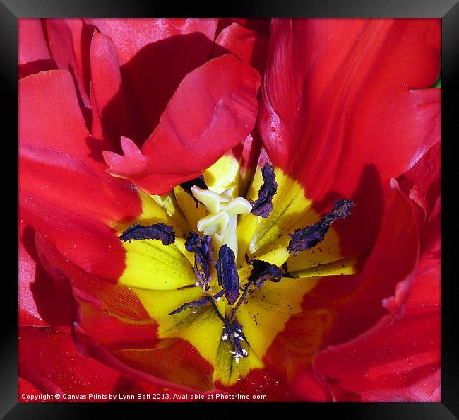 Red Tulip Framed Print by Lynn Bolt