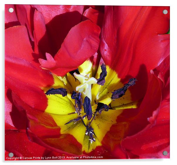 Red Tulip Acrylic by Lynn Bolt
