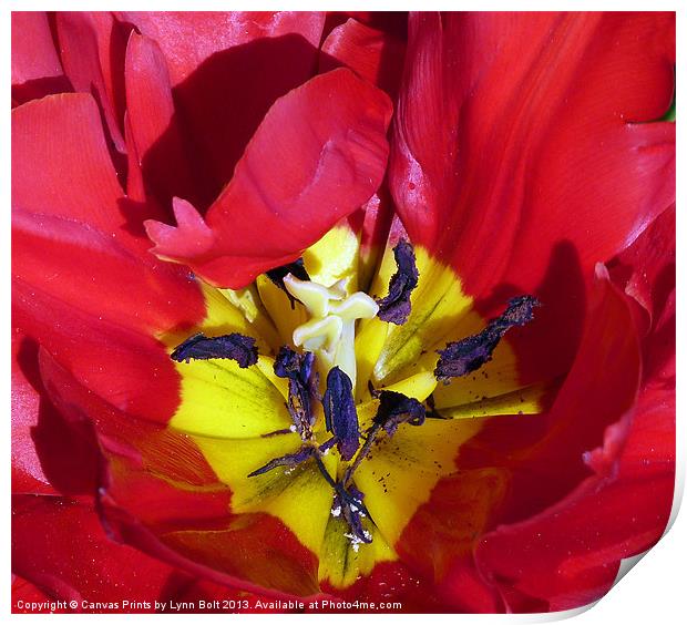 Red Tulip Print by Lynn Bolt