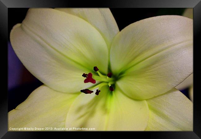 White Lily Framed Print by kelly Draper