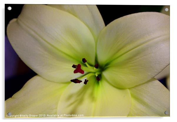 White Lily Acrylic by kelly Draper