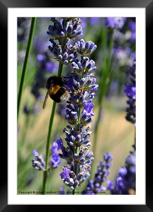 Lavender Framed Mounted Print by Jules Camfield