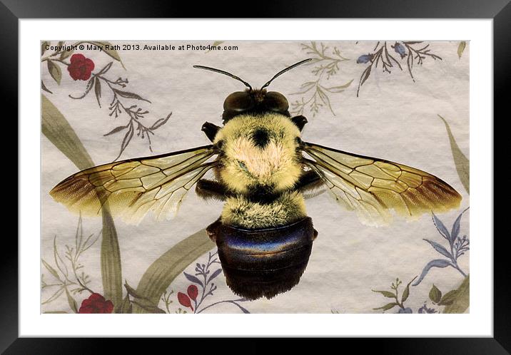 Bee Framed Mounted Print by Mary Rath