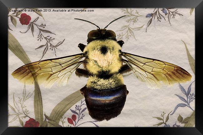 Bee Framed Print by Mary Rath