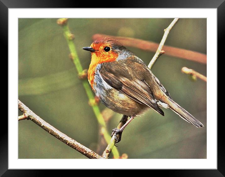 Robin Framed Mounted Print by Brian Spooner