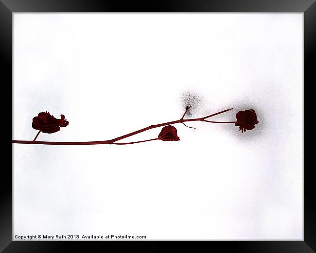 Red Over White Framed Print by Mary Rath
