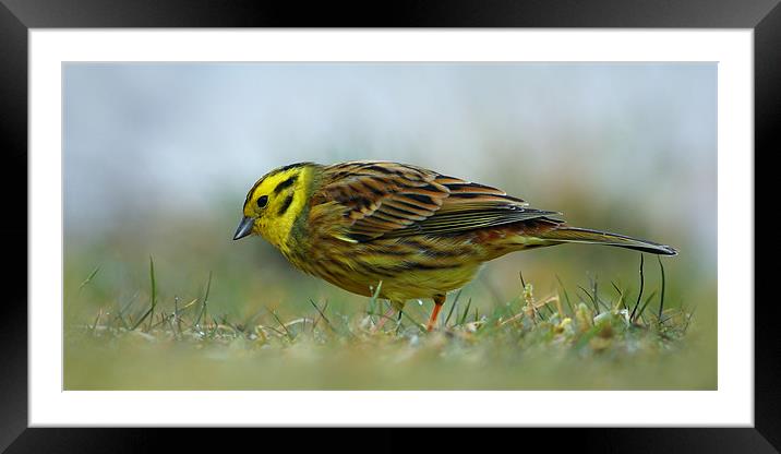 Yellowhammer Framed Mounted Print by Macrae Images