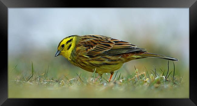 Yellowhammer Framed Print by Macrae Images