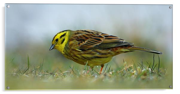 Yellowhammer Acrylic by Macrae Images