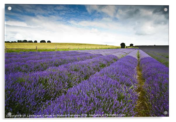 Lavender Field Acrylic by Graham Custance
