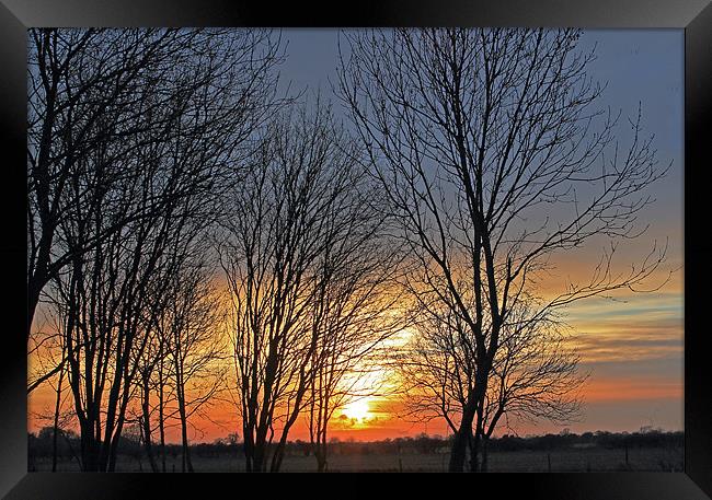 Trees at sunset Framed Print by Tony Murtagh